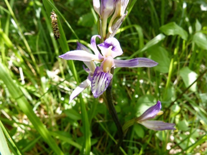 Limodore à feuilles avortées 02